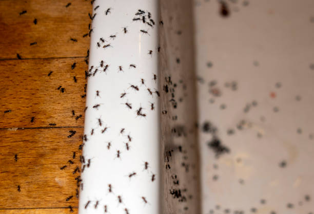 Best Commercial Pest Control Services  in Darien Downtown, CT