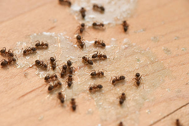 Best Bed Bug Extermination  in Darien Downtown, CT